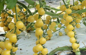 gL^c g}g Ƃ܂Ɓ@TVg@100