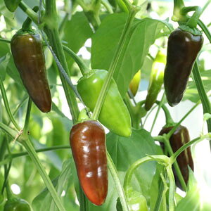 gL^c s[}@Ղs[vE`F[uE@100