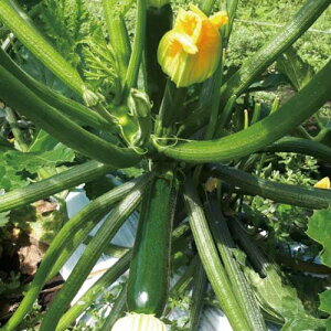 gL^c YbL[j@[_E750Z TSX-750Z@100