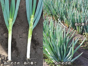 トキタ種苗 ネギ ねぎ 葱 森のめざめ  コート5000粒