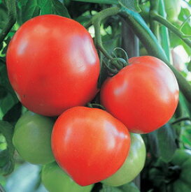 トキタ種苗 トマト おおみや163　小袋