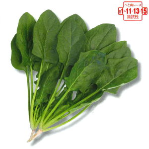 �g�L�^��c�@�z�E�����\�E �@�@�� �ق���񂻂��@�X�p�C�_�[Z M3����