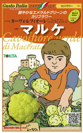 トキタ種苗 カリフラワー マルケ　コート 1000粒