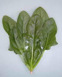 �g�L�^��c �@�@�� �T���_�ق���񂻂��@1dl