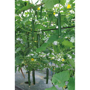 Ƃ팤@LE イ ӉZ@Ȃ@350