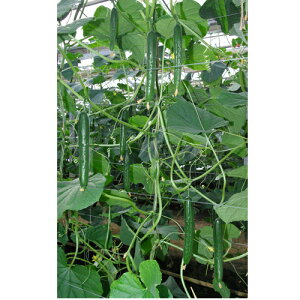 Ƃ팤@LE イ ӉZ@R\@350