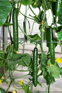 Ƃ팤@LE イ ӉZ@AhjX@350