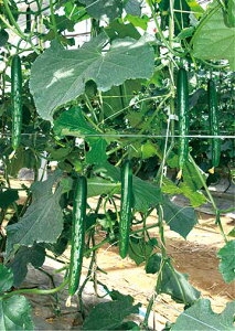 Ƃ팤@LE イ ӉZ@N[W2@350