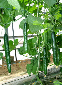 Ƃ팤@LE イ ӉZ@Jg@350