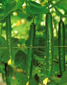 Ƃ팤@LE イ ӉZ@AR[10@350