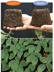 Ƃ팤@イp؁@ƂGT-2@350