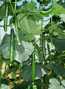 Ƃ팤@LE イ ӉZ@̋G@350