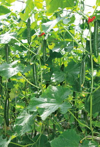 Ƃ팤@LE イ ӉZ@CXpC[@350