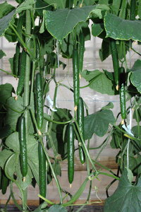 Ƃ팤@LE イ ӉZ@ĉ؁@350