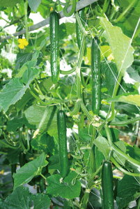 Ƃ팤@LE イ ӉZ@s@350