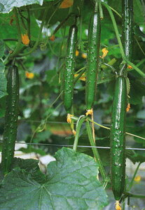 Ƃ팤@LE イ ӉZ@A@350