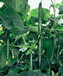 Ƃ팤@LE イ ӉZ@h[@350