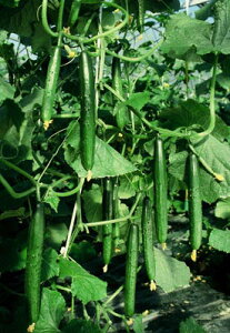 Ƃ팤@LE イ ӉZ@1@350