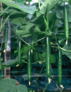 Ƃ팤@LE イ ӉZ@Iy@350