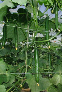 Ƃ팤@LE イ ӉZ@|Cg@350