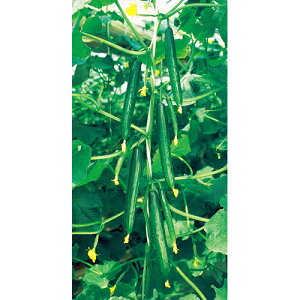 Ƃ팤@LE イ ӉZ@2@350