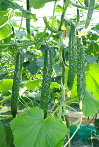 Ƃ팤@LE イ ӉZ@Ƃlt @350