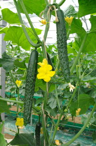 Ƃ팤@LE イ ӉZ@Ƃlt @350