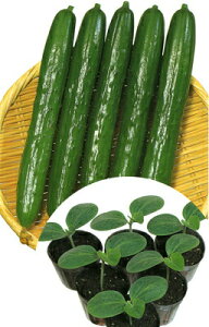 Ƃ팤@イp؁@Ƃp[Z2@350