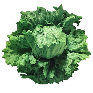 c^@^X@t@^X wbhOX PVP R[g1000