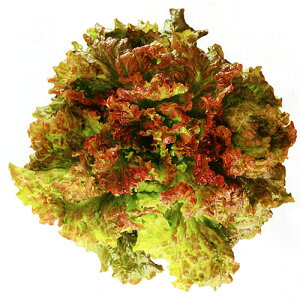 c^@ԃTj[^X@j[X^[ R[g5000