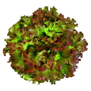 c^@ԃTj[^X@ AlbT bhOX@ R[g5000