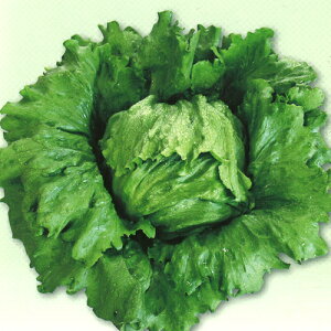 c^@^X@[jg_[ PVP R[g5000