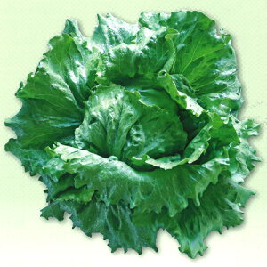 c^@^X@}Ch wbhOX PVP R[g5000