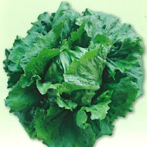 c^@^X@XvO wbhOX PVP R[g1000