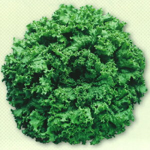 c^@΃[t^X@R[h O[OX PVP R[g1000