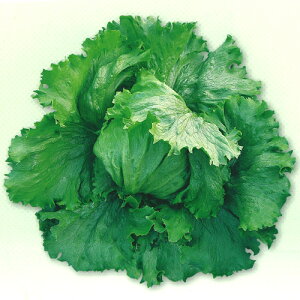 c^@^X@GNZ wbhOX PVP R[g1000