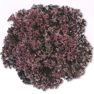 c^@ԃ[t^X@ oGeBZԁ@ R[g1000