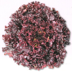 c^@ԃ[t^X@Cmx[V bhOX PVP R[g5000