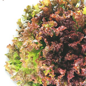 c^@ԃTj[^X@tXg bhOX PVP R[g1000