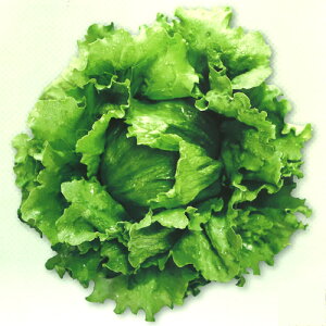 c^@^X@Ip_wbhOX PVP R[g5000