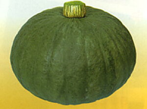  nӍ̎@J{` Z ڂ@ߐFG@100