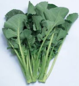 たね 渡辺採種場 なばな 春立ち 小袋