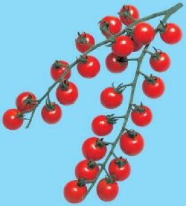  nӍ̎@g}g@~jbN@100