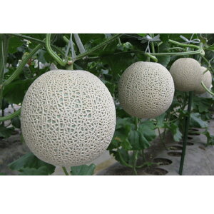 八江農芸 メロン ミラノ春 1 100粒