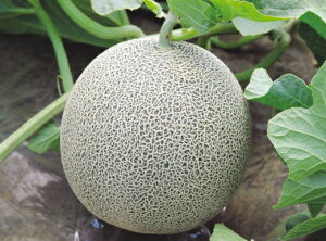 八江農芸 メロン シャーロック 小袋