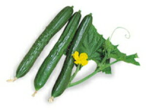 ]_|@LE@イ@ӉZ@{3@500