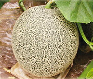 八江農芸 メロン ルパン2世 小袋