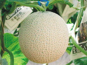 ���]�_�|�@�������@�p���X�@��2�@100��