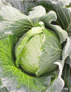 ]_|@Lxc@ׂ@×@ؐHƁ@20ml