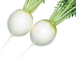  a_ _CR 萹@(͂ԂƂ肵傤)@